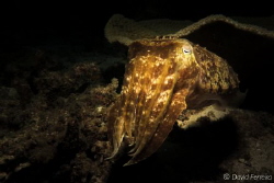 little black cutterfish by David Ferreira 